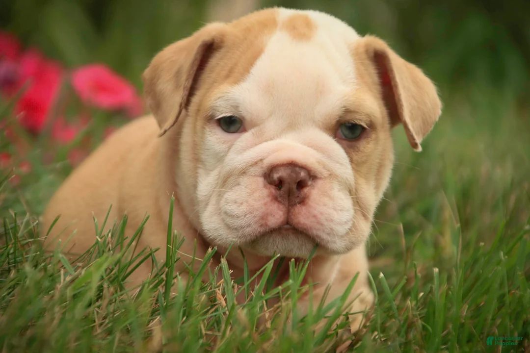 English Bulldog dogs for sale: Tonya English Bulldog  - Ad 1