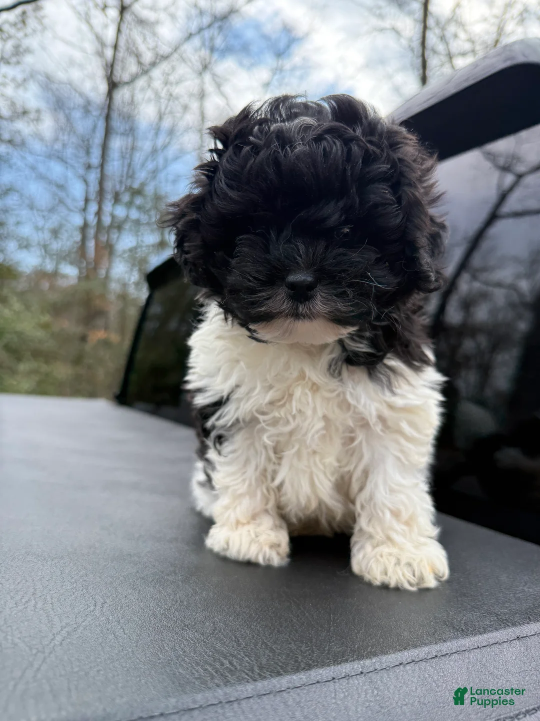 Toy Poodle dogs for sale: Toy Poodle Puppy 3 - Ad 1