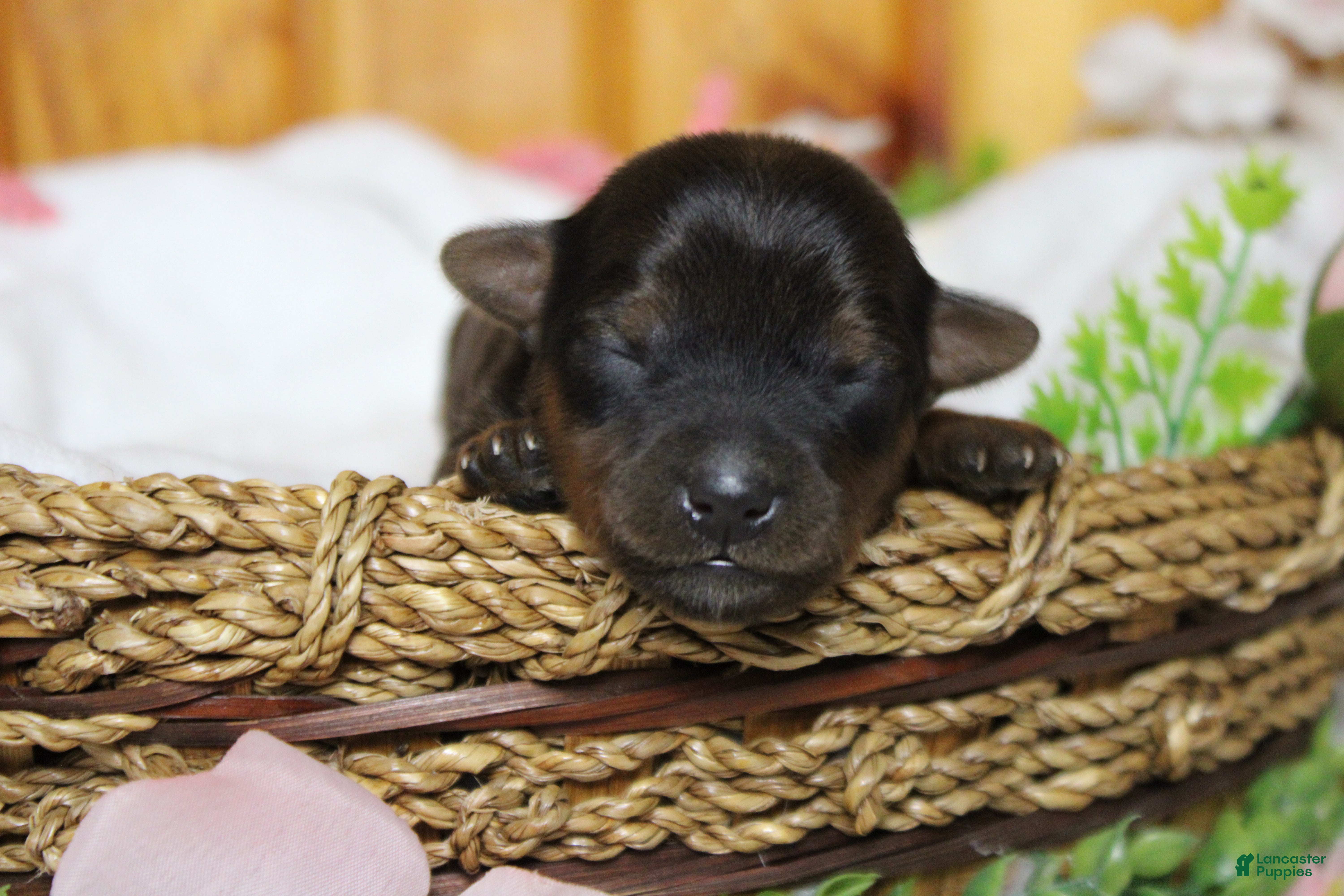 Yorkiepoo dogs Lady  - Ad 26