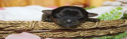 Yorkiepoo dogs for sale: Lady  - Ad 1
