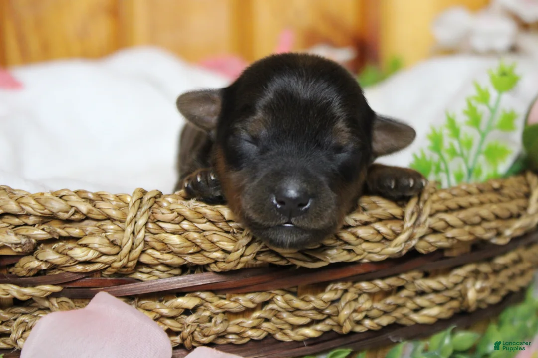 Yorkiepoo dogs for sale: Lady  - Ad 1