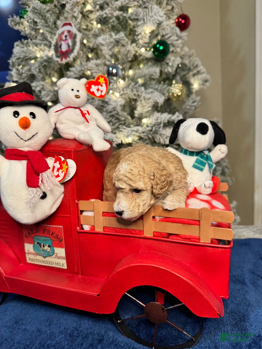 Toy Poodle dogs for sale: Nicholas - Ad 2