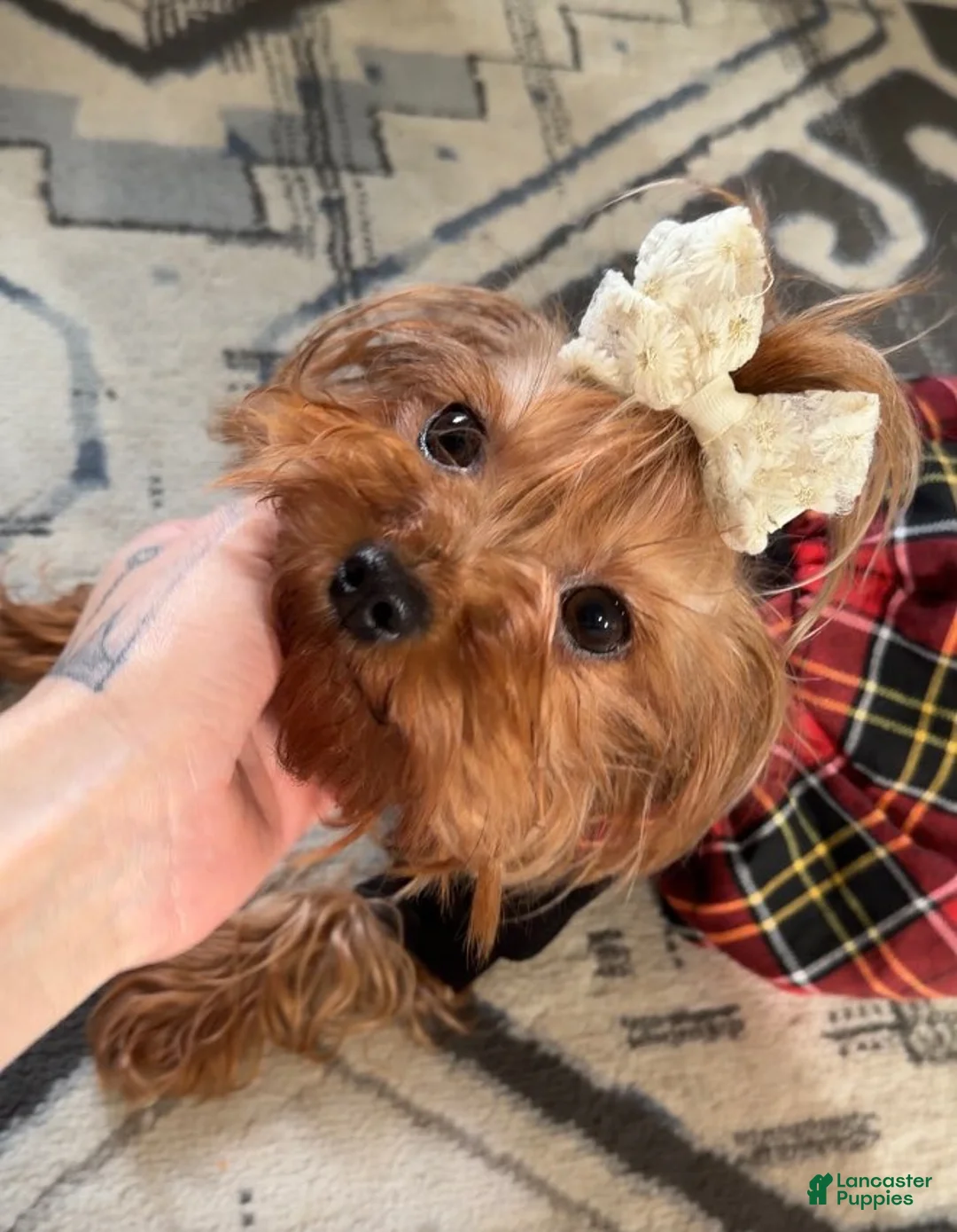 Yorkshire Terrier dogs for sale: Yorkshire Terrier Puppy 4 - Ad 2