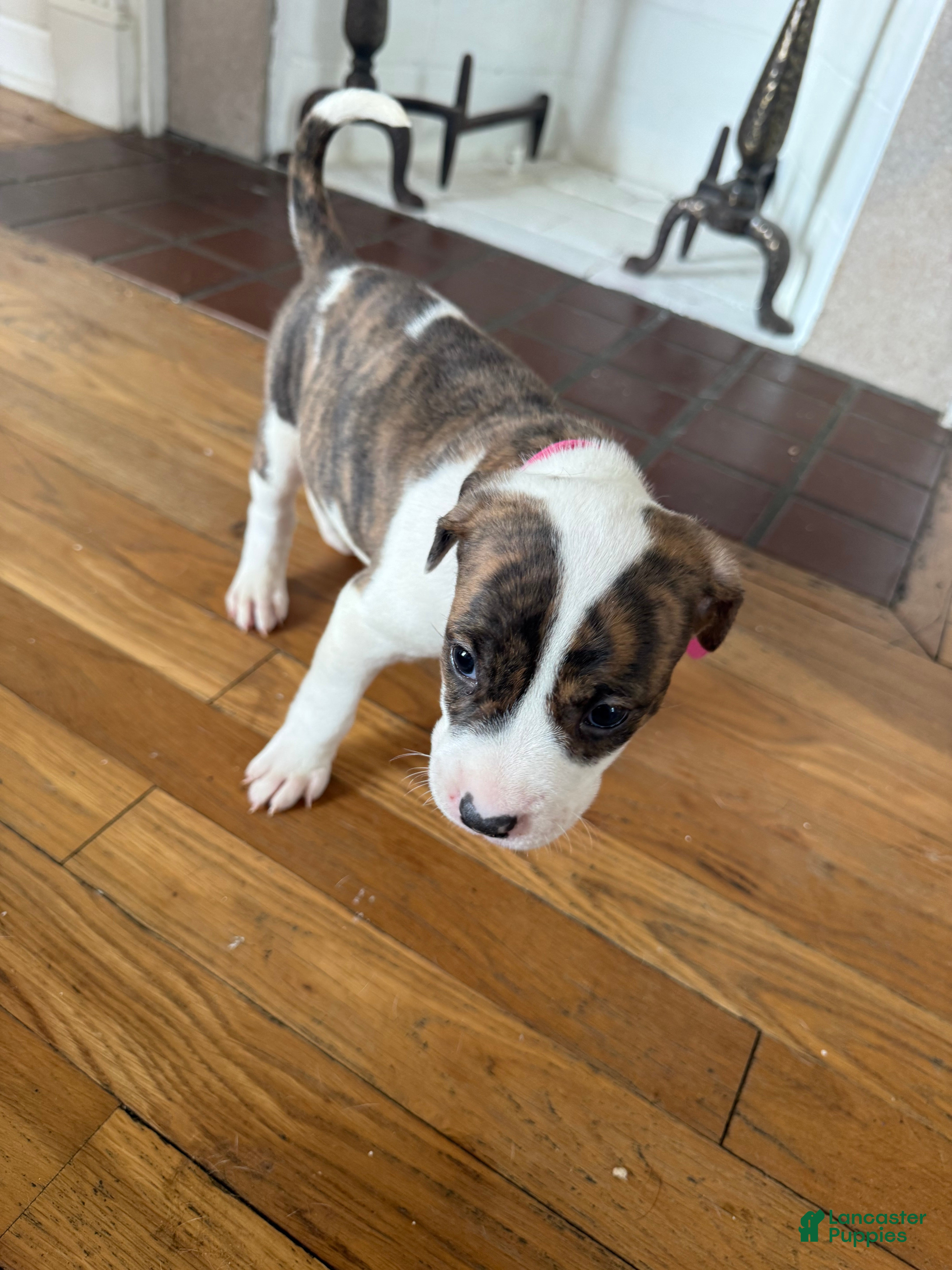 American Pit Bull Terrier dogs American Pit Bull Terrier Puppy 5 ( Royal )  - Ad 37