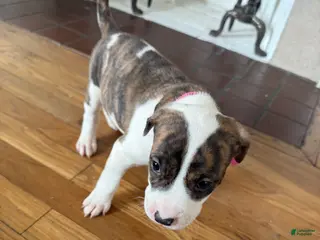 American Pit Bull Terrier dogs American Pit Bull Terrier Puppy 5 ( Royal ) - Ad 37