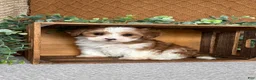 Havanese dogs for sale: Denali - Ad 3