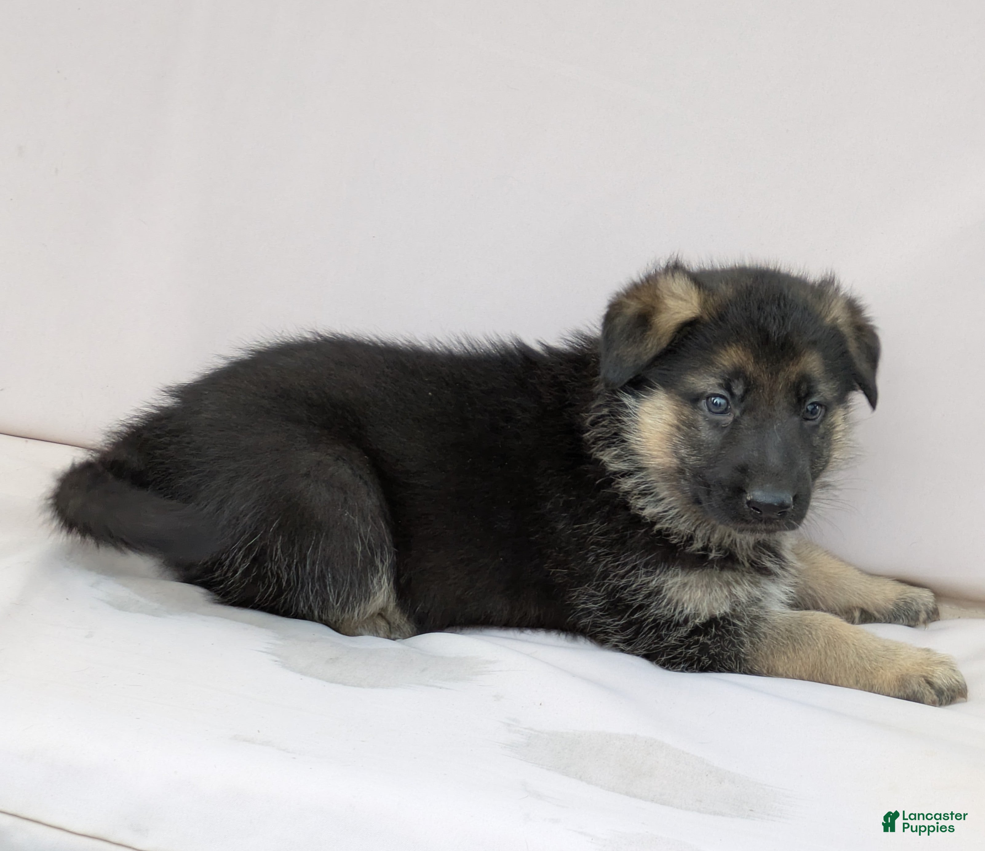 German Shepherd dogs Rascal - Ad 26