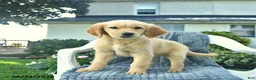 Golden Retriever dogs for sale: Autumn  - Ad 3