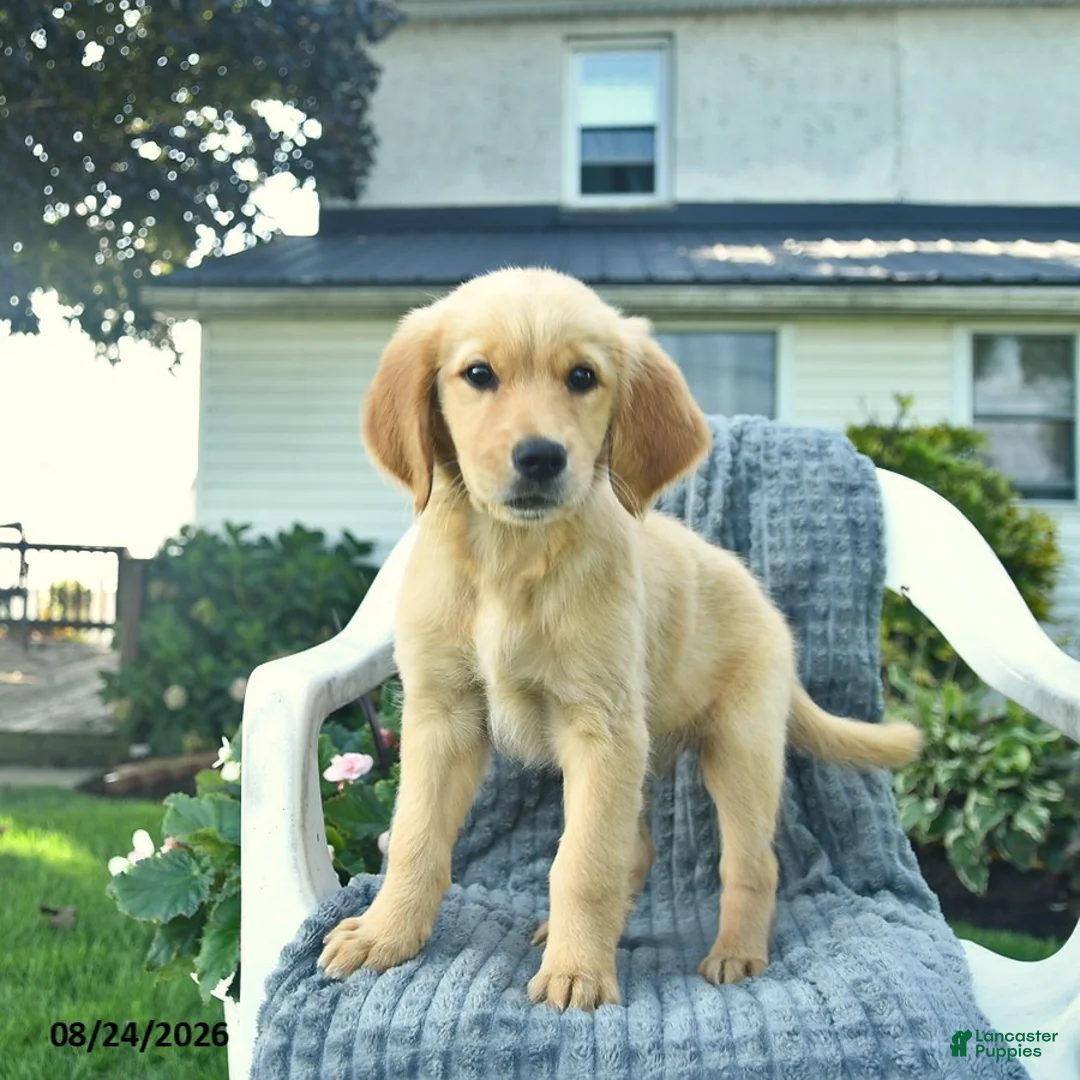 Golden Retriever dogs for sale: Autumn  - Ad 3