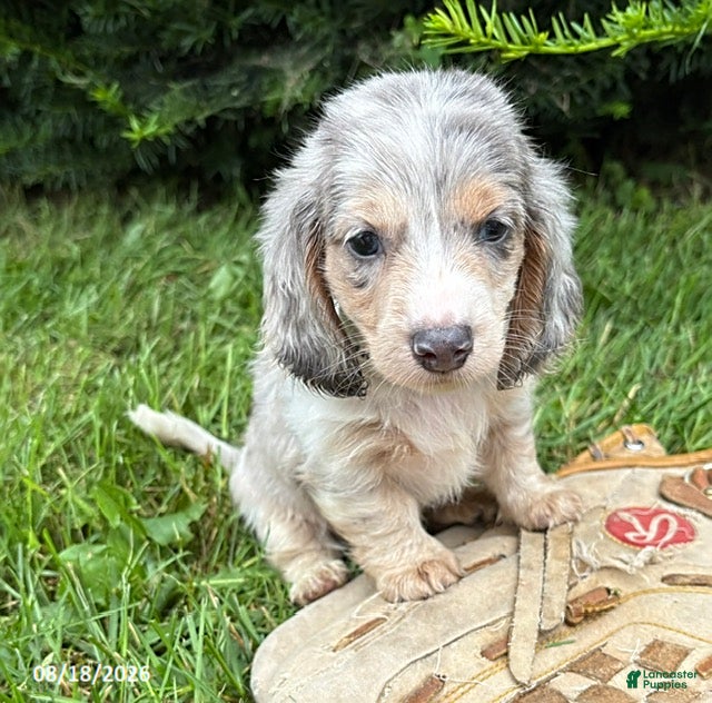 Dachshund dogs Jasper - Ad 1