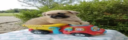 Pug dogs for sale: KEN  - Ad 3