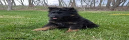 German Shepherd dogs for sale: Beauty - Ad 3