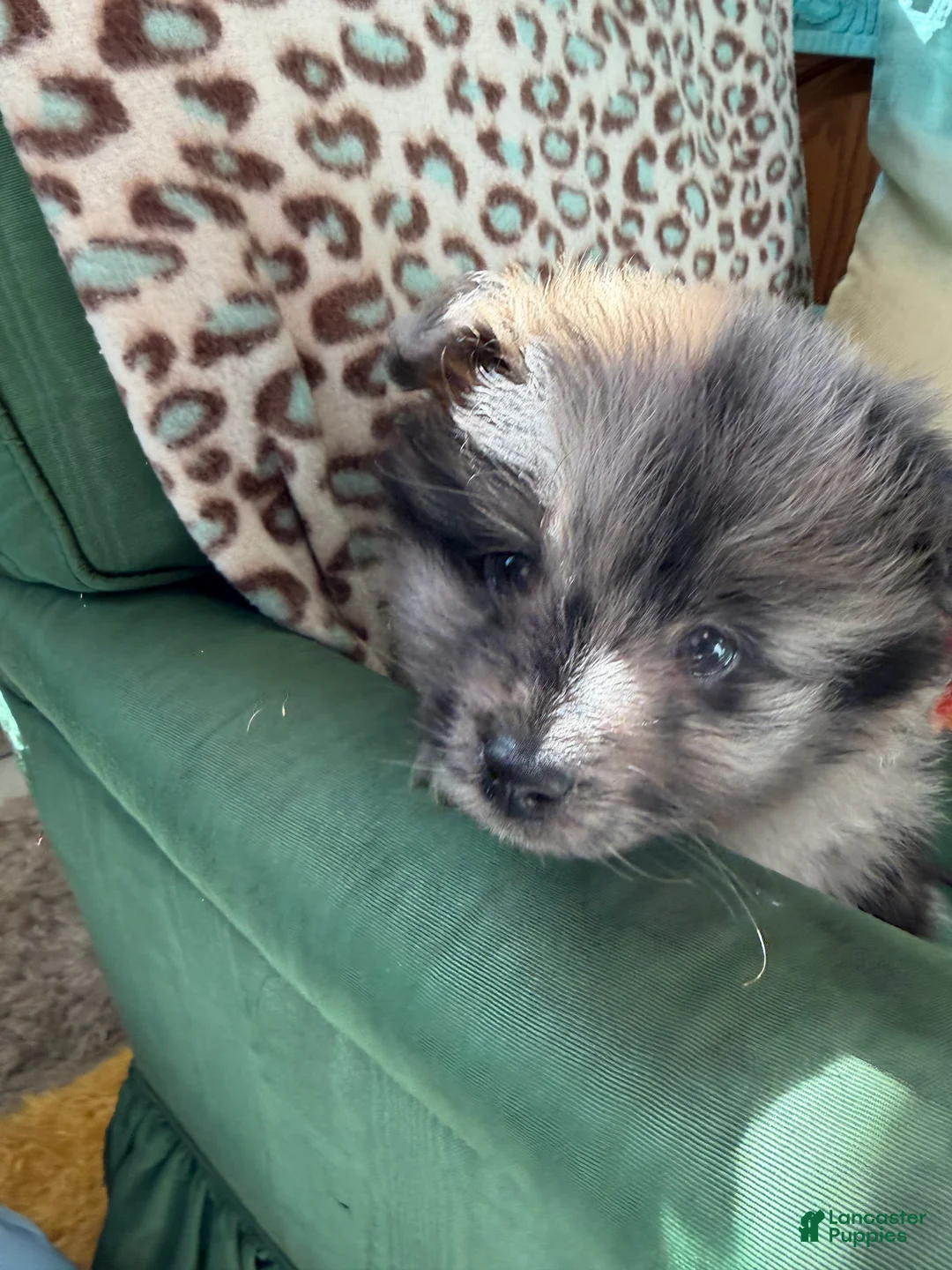 Pomeranian dogs for sale: Pomeranian Puppy 1 - Ad 5