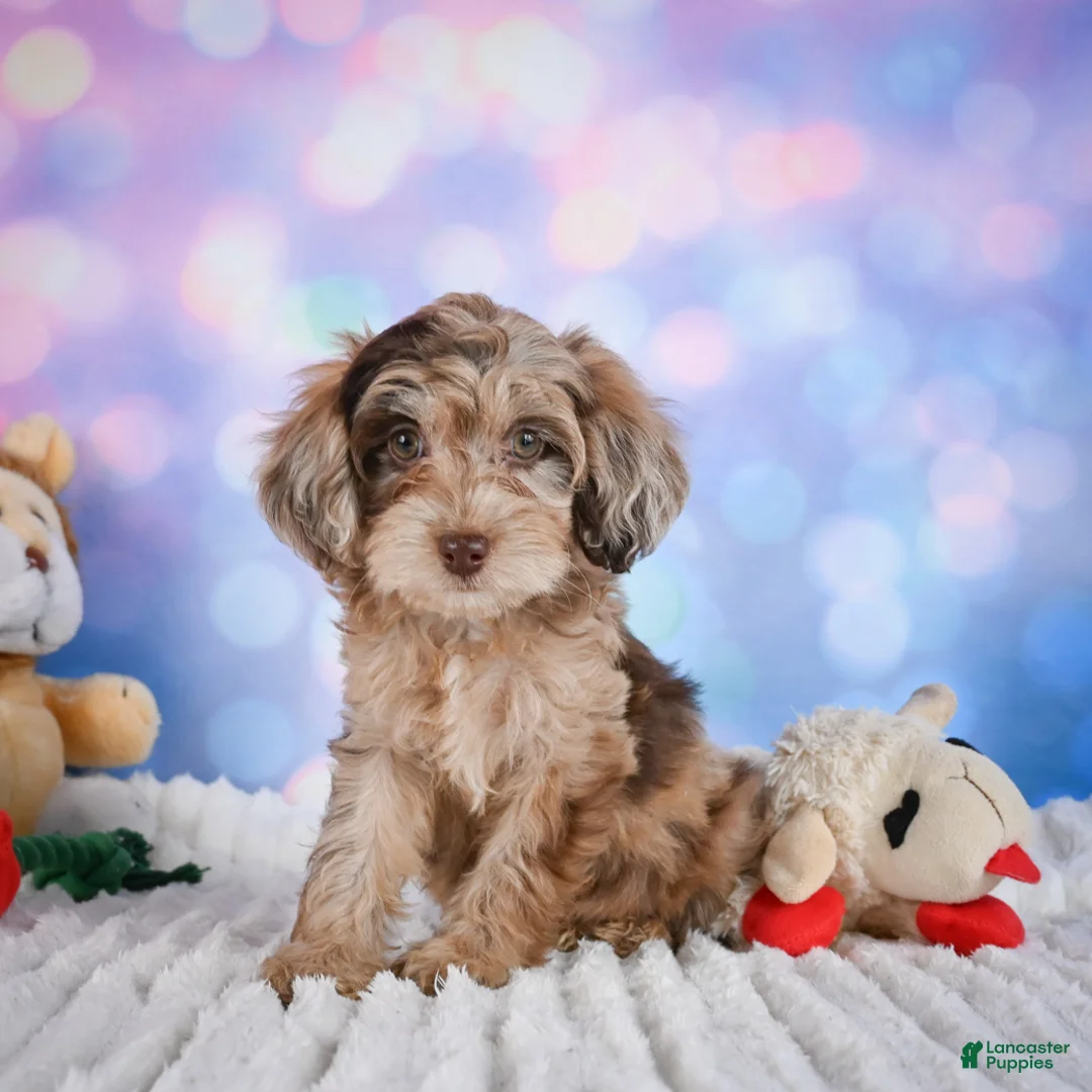 Miniature Poodle dogs for sale:  Penny - Ad 1
