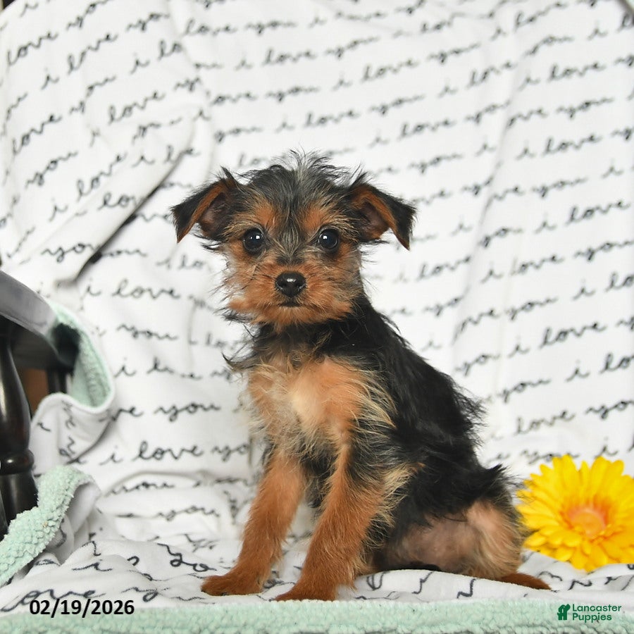 Yorkiepoo dogs Rosie - Ad 1