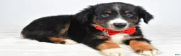 Miniature Australian Shepherd dogs for sale: Finch - Ad 4