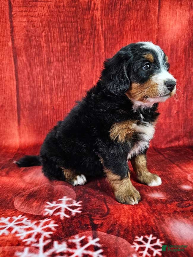 Mini Bernedoodle dogs Toby - Ad 2