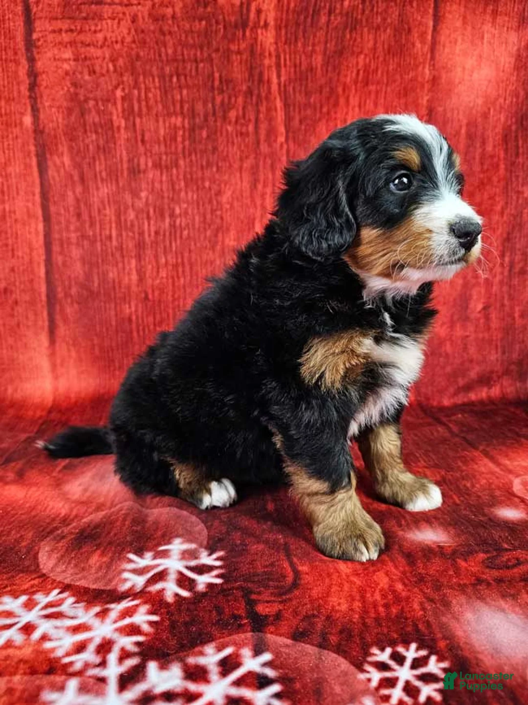 Mini Bernedoodle dogs for sale: Toby - Ad 2