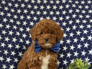 Shihpoo dogs Croydon - Ad 30