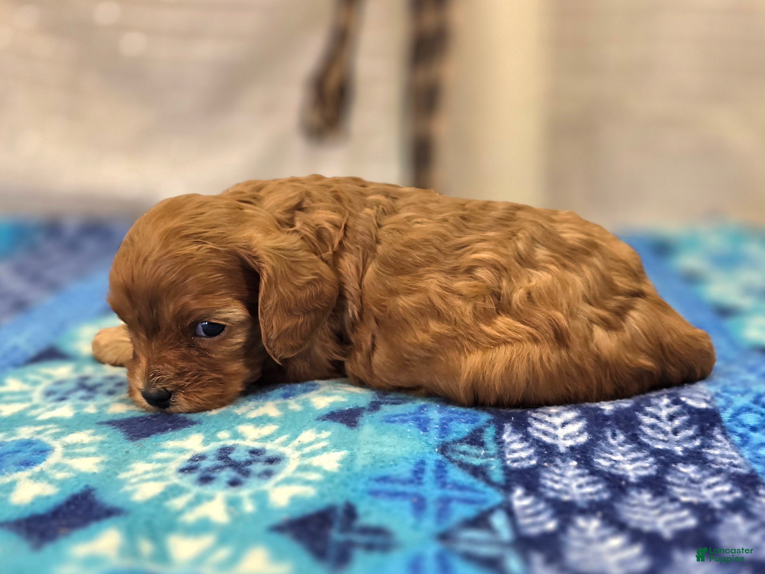 Cavapoo dogs Garnet - Ad 13