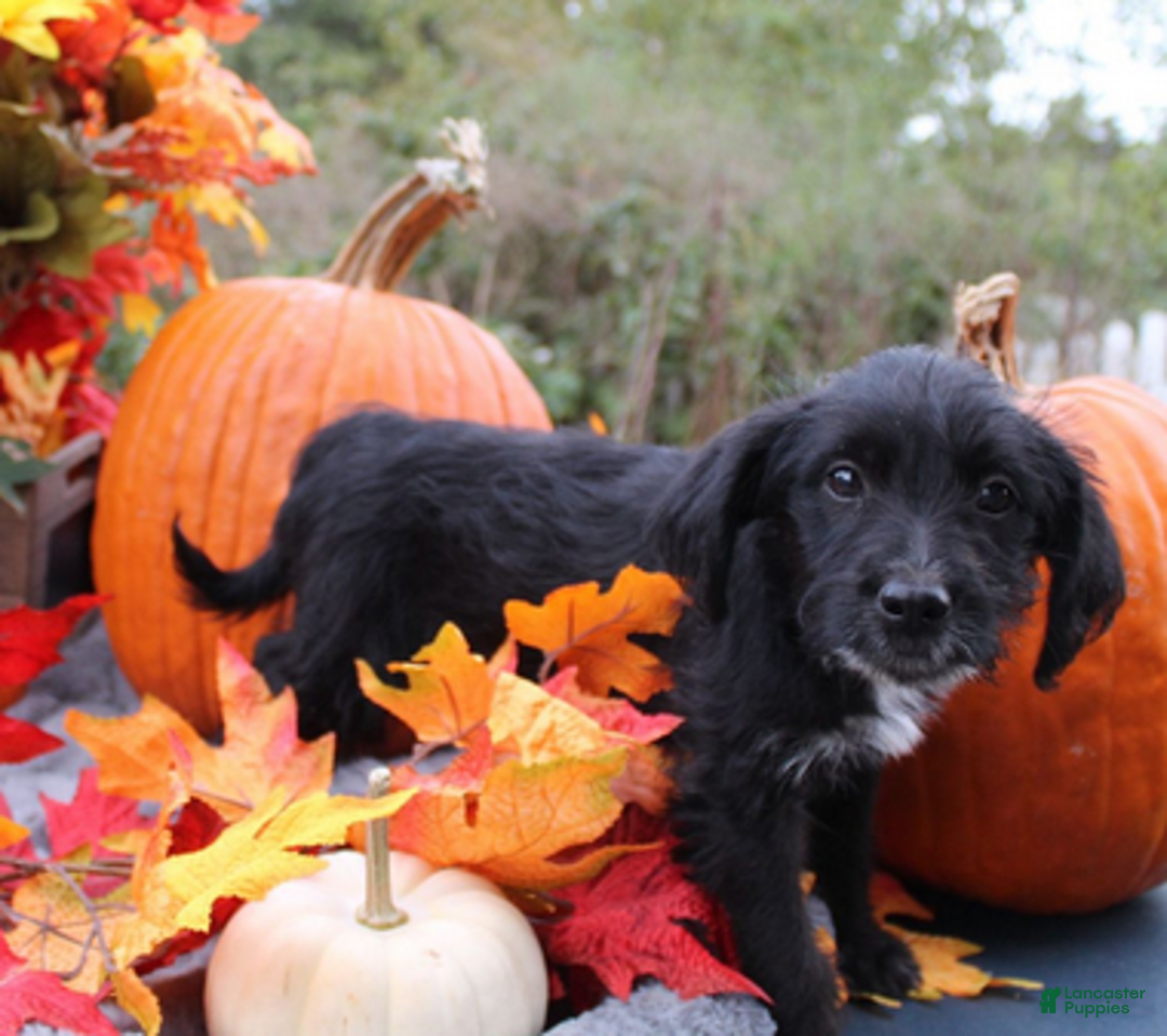 Aussiedoodle dogs for sale: Dorothy - Ad 2