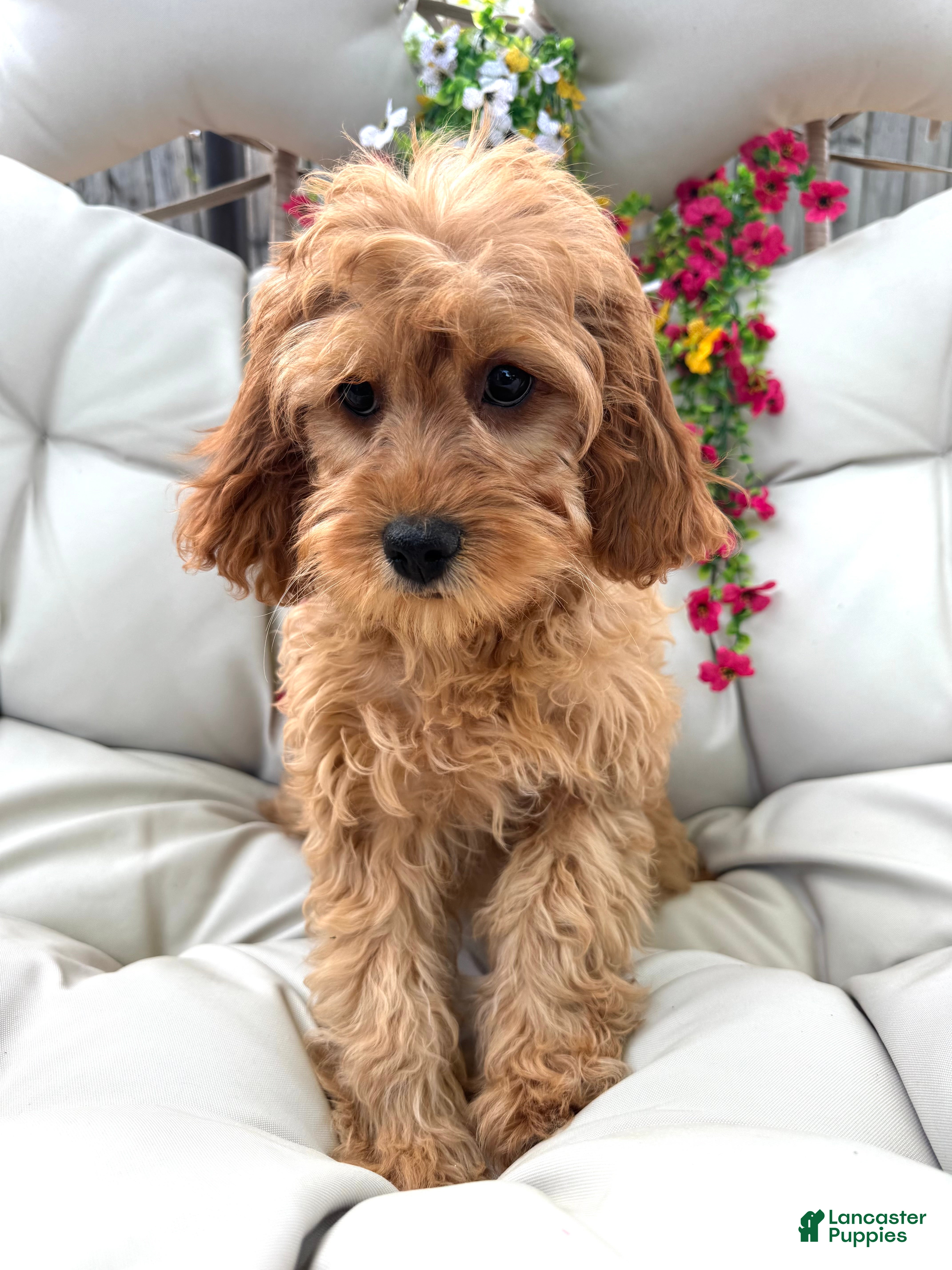 Cavapoo dogs Brin - Ad 2