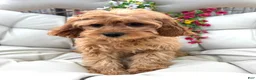 Cavapoo dogs for sale: Brin - Ad 2