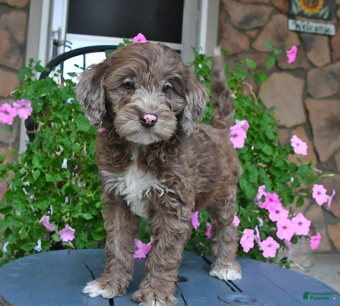 Mixed Breed dogs Paddington - Ad 1