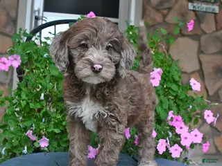 Mixed Breed dogs for sale: Paddington - Ad 4