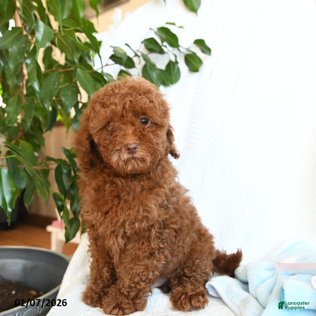 Toy Poodle dogs for sale: Eric - Ad 2