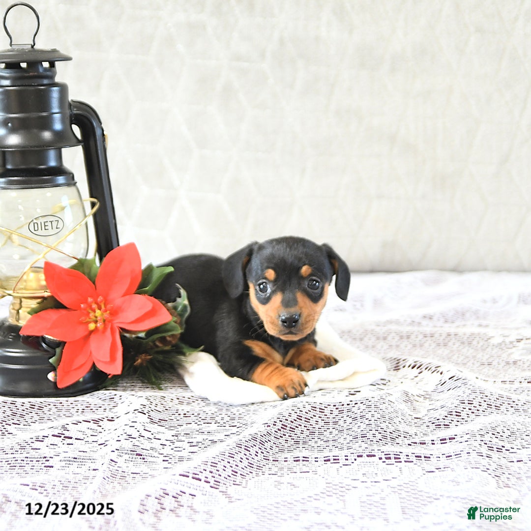 Miniature Dachshund dogs for sale: Macey - Ad 3