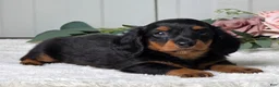 Miniature Dachshund dogs for sale: Rollie - Ad 5