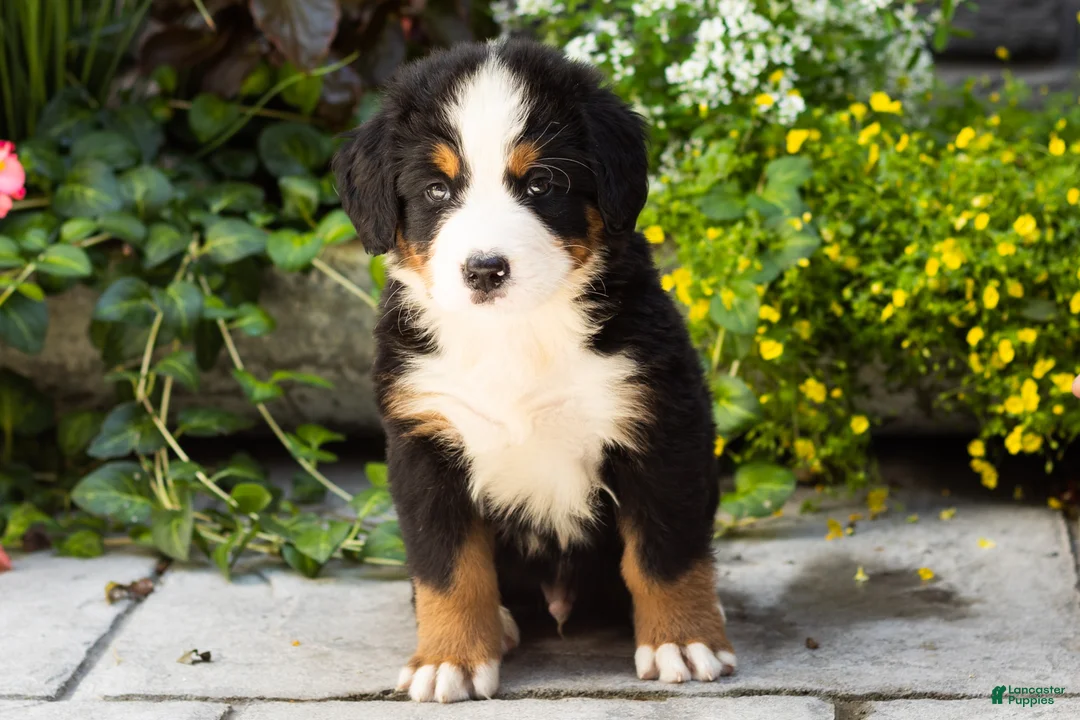 Bernese Mountain Dog dogs for sale: Moose - Ad 2