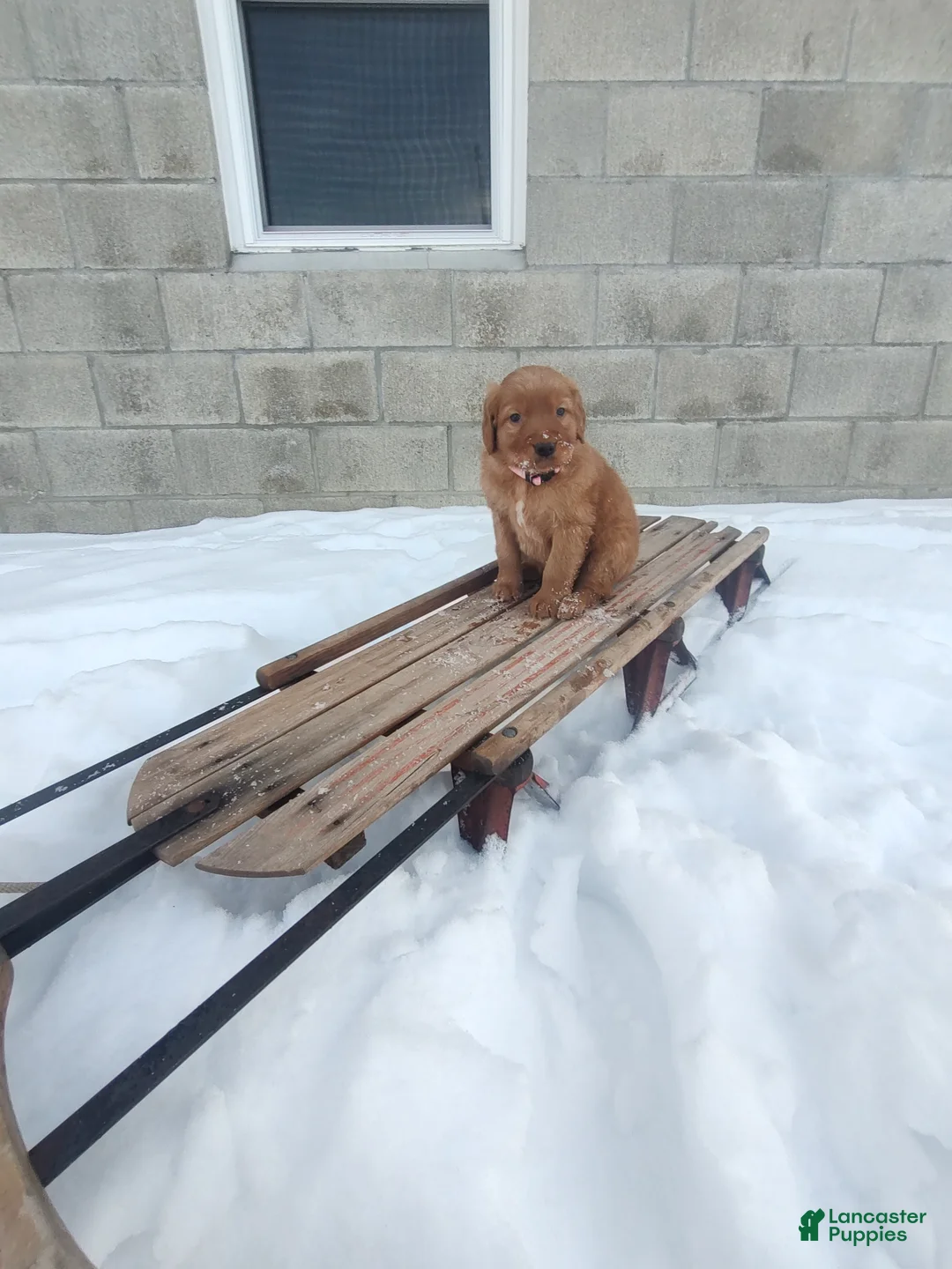 Mixed Breed dogs for sale: Roxanne  - Ad 5