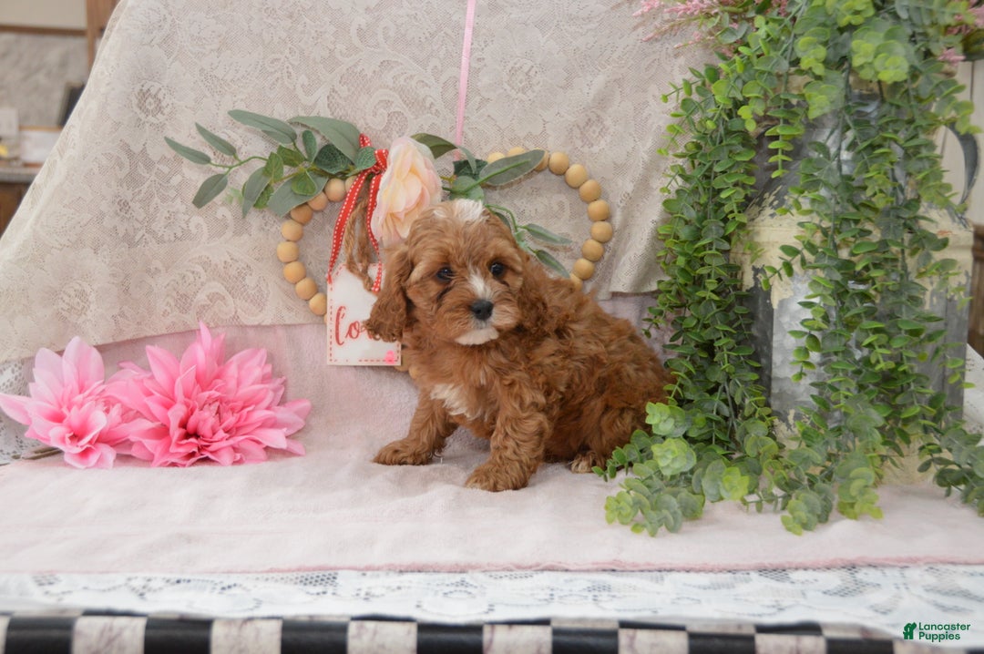 Cavapoo dogs for sale: Jalise - Ad 3