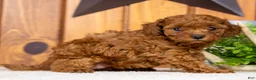 Miniature Poodle dogs for sale: Crystal - Ad 4