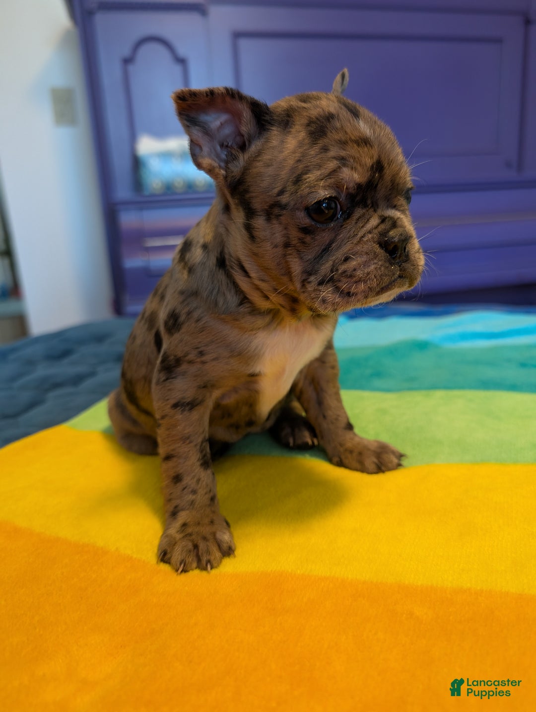 Frenchton dogs for sale: Jesse - Ad 2