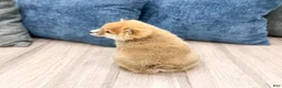 Shiba Inu dogs for sale: Lucky - Ad 5
