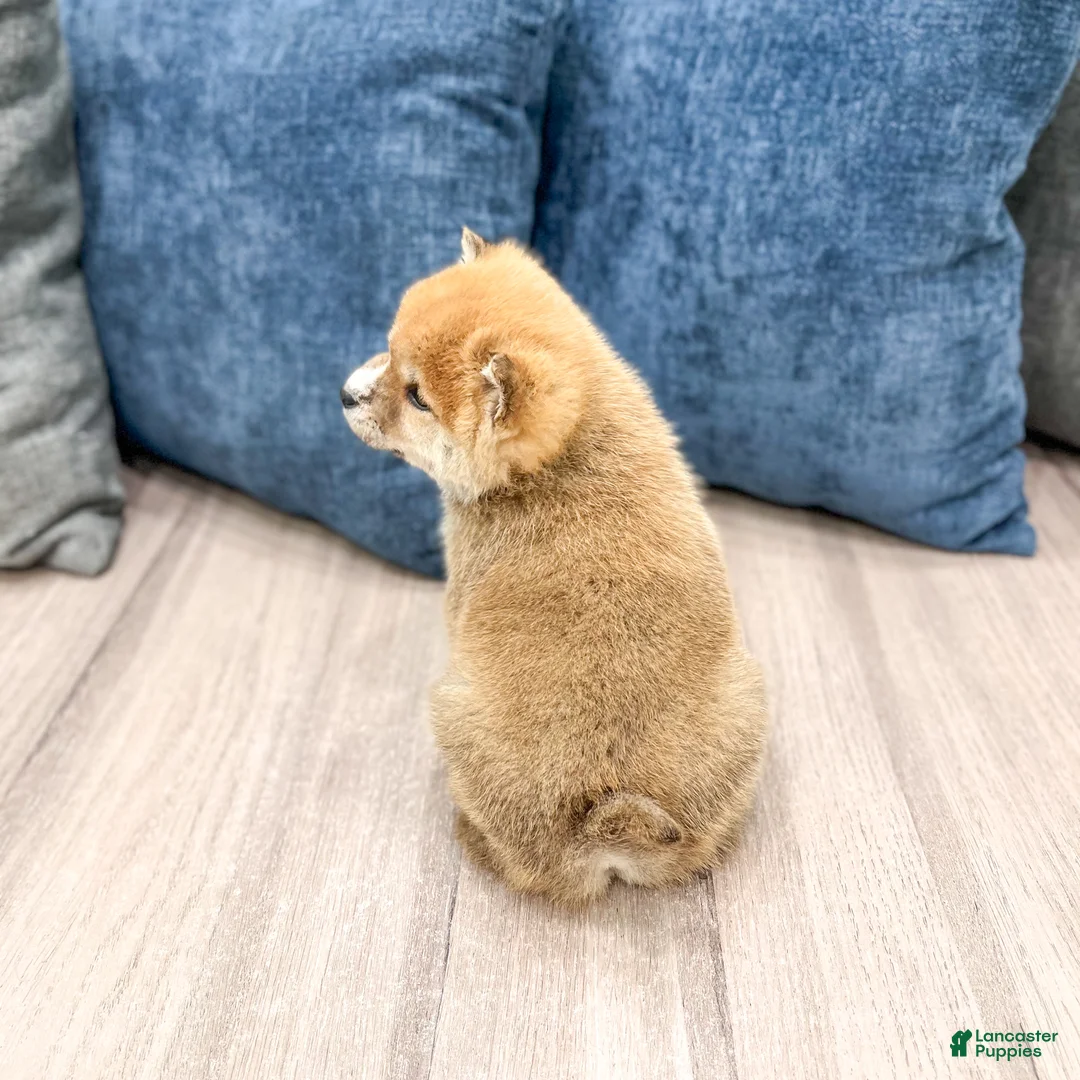 Shiba Inu dogs for sale: Lucky - Ad 5