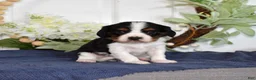 Cavalier King Charles Spaniel dogs for sale: Pretzel  - Ad 8