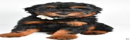 Mini Aussiedoodle dogs for sale: Sadie - Ad 1