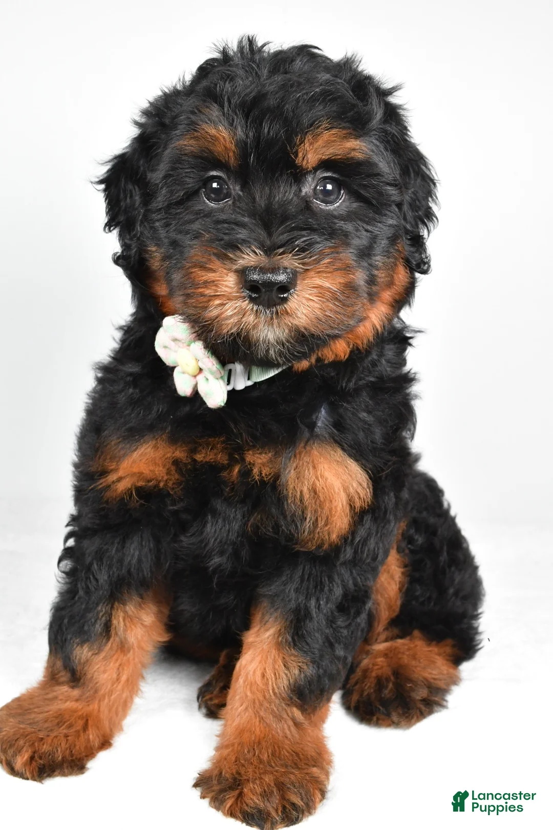 Mini Aussiedoodle dogs for sale: Sadie - Ad 1