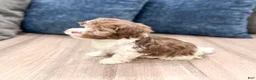 Havanese dogs for sale: Archie - Ad 4