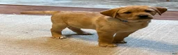 Labrador Retriever dogs for sale: Clare - Ad 6