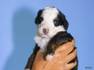 Mini Bernedoodle dogs Pepper Jam - Ad 7