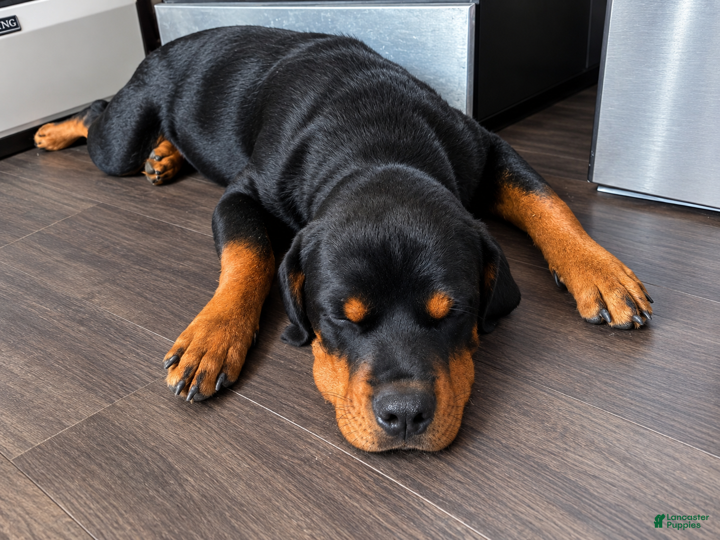 Rottweiler dogs Dubo - Ad 1