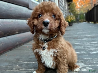 Cavapoo dogs - Ad 18