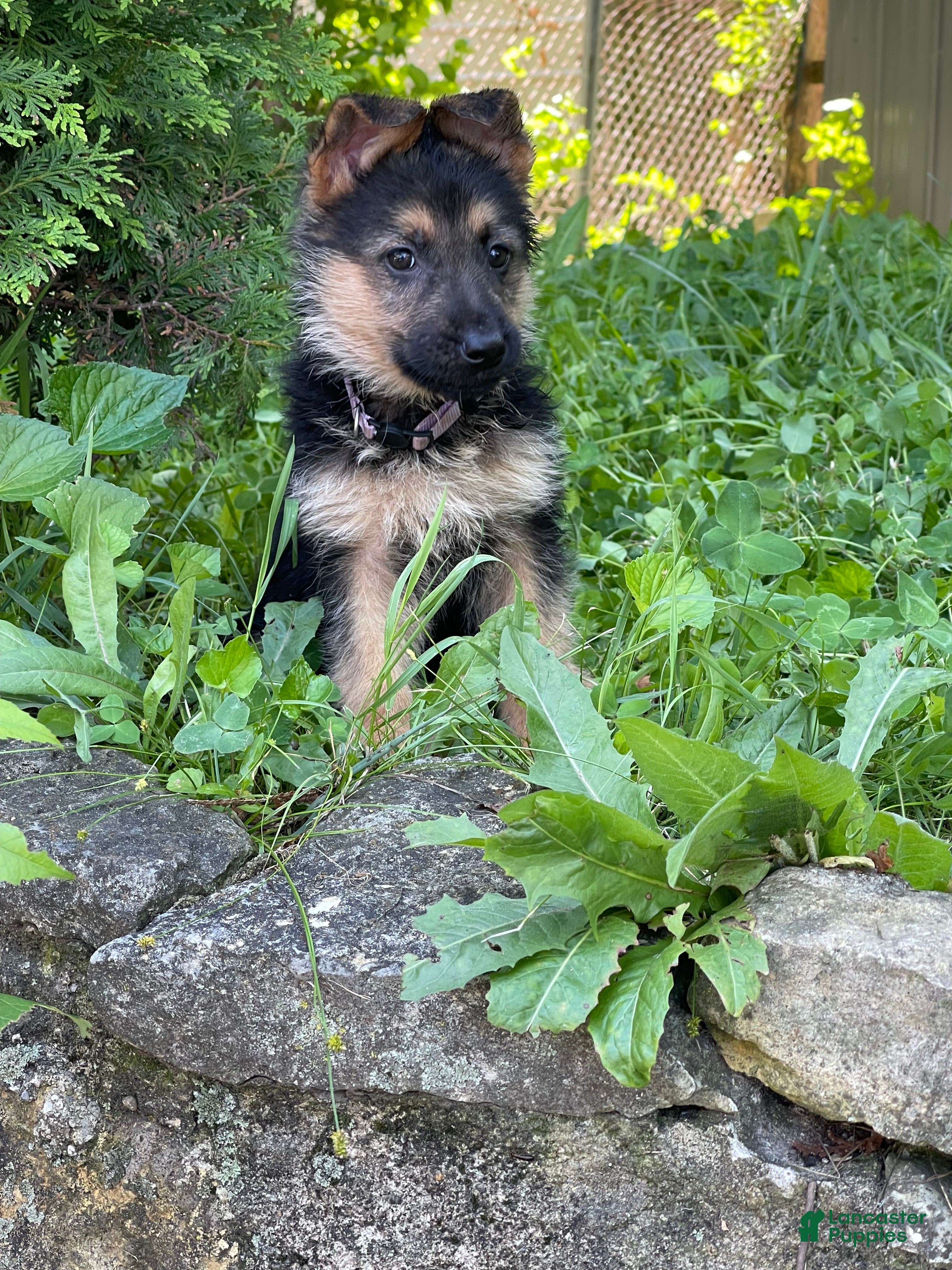 German Shepherd dogs Tiny girl - Ad 39