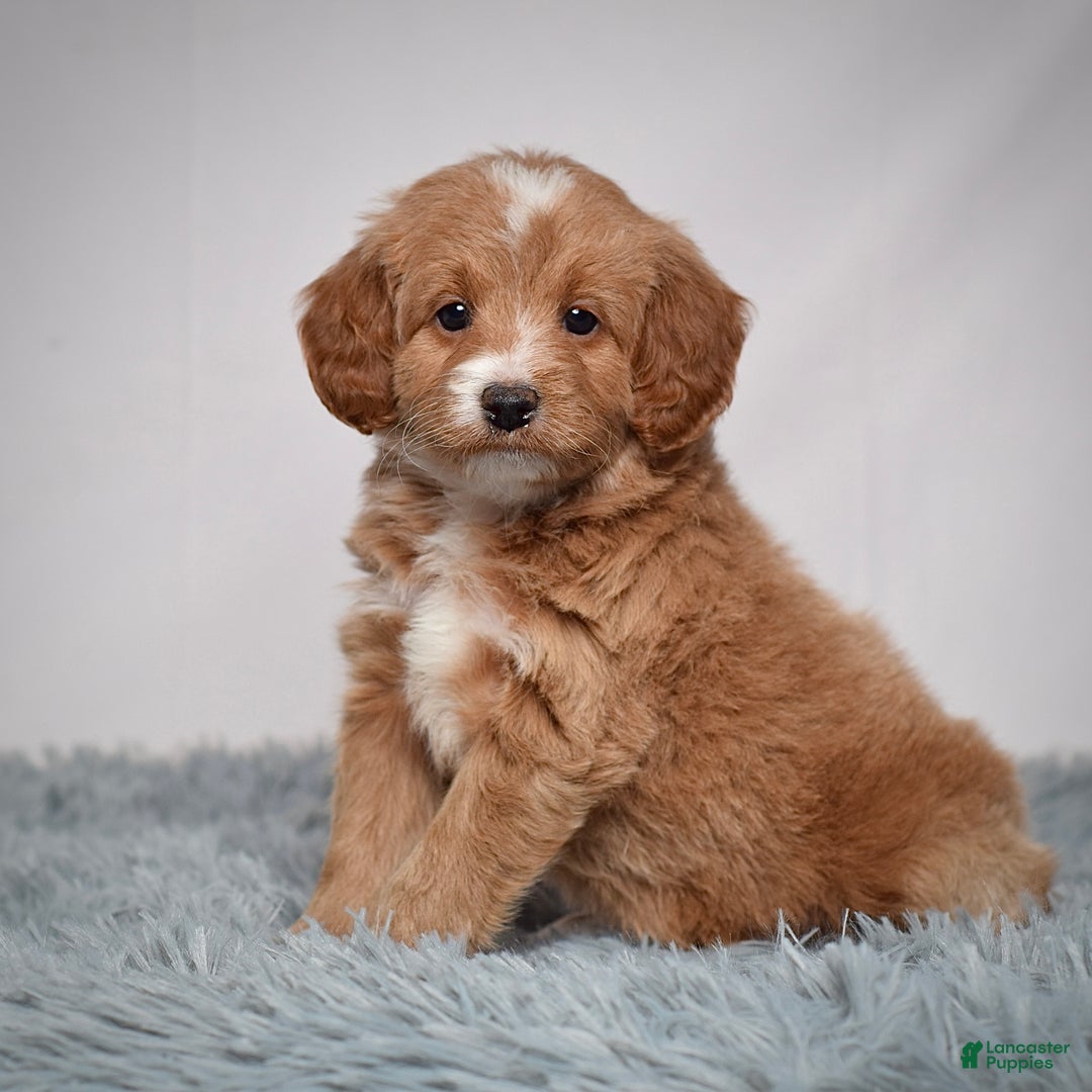 Mini Goldendoodle dogs for sale: Ms. Penelope - Ad 2