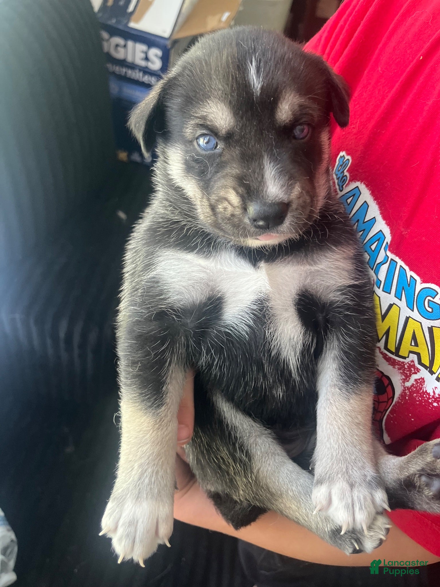 Gerberian Shepsky dogs Sissy - Ad 8